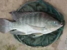 pesca de tilápia com bóia e massa em lago de água doce brasileiro