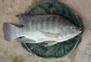pesca de tilápia com bóia e massa em lago de água doce brasileiro