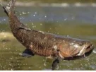 pesca de traíra em lago e represa usando isca artificial em estrutura com vegetação