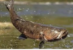 pesca de traíra em lago e represa usando isca artificial em estrutura com vegetação