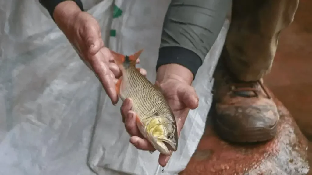 Calendário de pesca por região do Brasil: melhores épocas certeiras 6 dourado no Rio Uruguai durante temporada de pesca esportiva