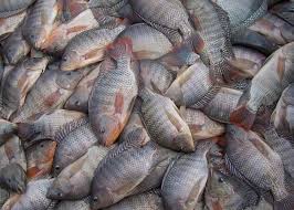 Pesca de tilápia com boia cevadeira em represa