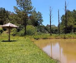 Pesqueiro Santa Clara em Jundiaí com pacus, tilápias e tambaquis