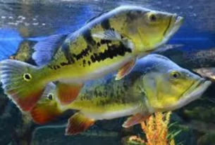 Melhores iscas para tucunarés, traíras e trairões em águas amazônicas com modelos artificiais de superfície e meia água usados na pesca esportiva