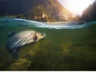 Melhores pesqueiros do Pará para pesca esportiva em rios amazônicos com tucunaré, pirarara e grandes peixes