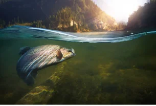 Melhores pesqueiros do Pará para pesca esportiva em rios amazônicos com tucunaré, pirarara e grandes peixes