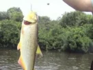 Pesca esportiva no Rio Paraná com grandes peixes em região de corredeira