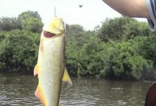 Pesca esportiva no Rio Paraná com grandes peixes em região de corredeira
