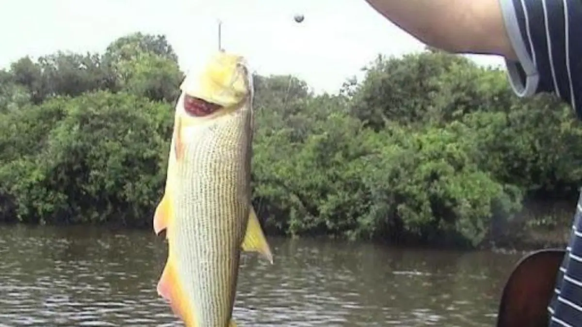 Pesca no Rio Paraná: onde ainda saem grandes peixes 1 Pesca esportiva no Rio Paraná com grandes peixes em região de corredeira