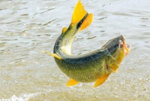 Espécies de peixes brasileiros de água doce em rios e lagos naturais