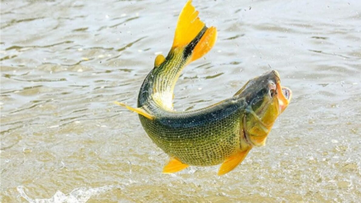 Espécies de peixes brasileiros de água doce em rios e lagos naturais