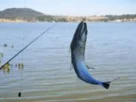 Tilapia capturado em estrutura de pedra no Lago de Furnas