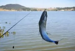 Tilapia capturado em estrutura de pedra no Lago de Furnas