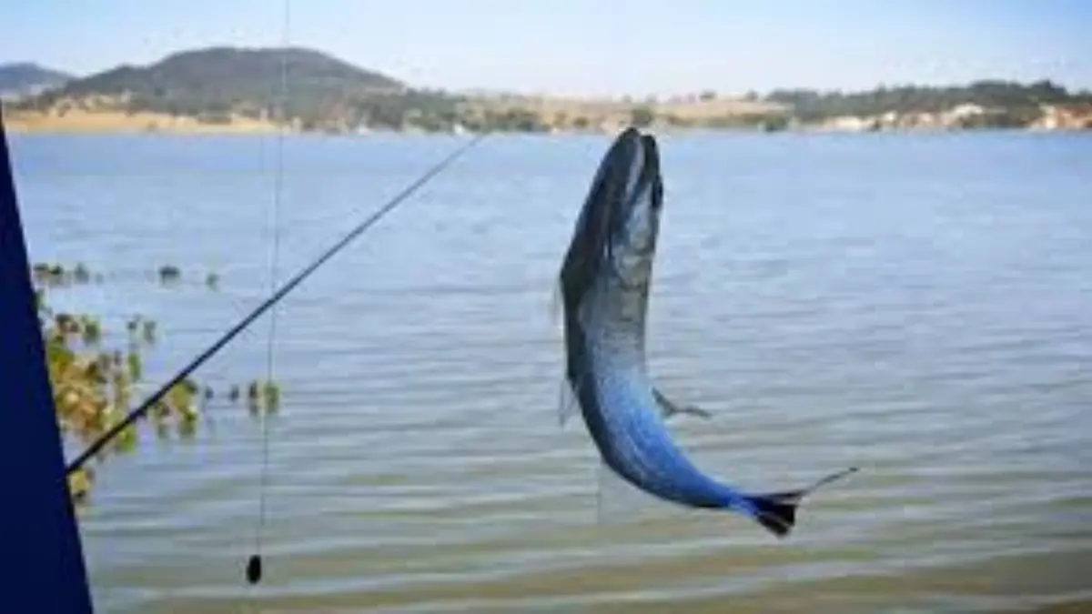 Tilapia capturado em estrutura de pedra no Lago de Furnas