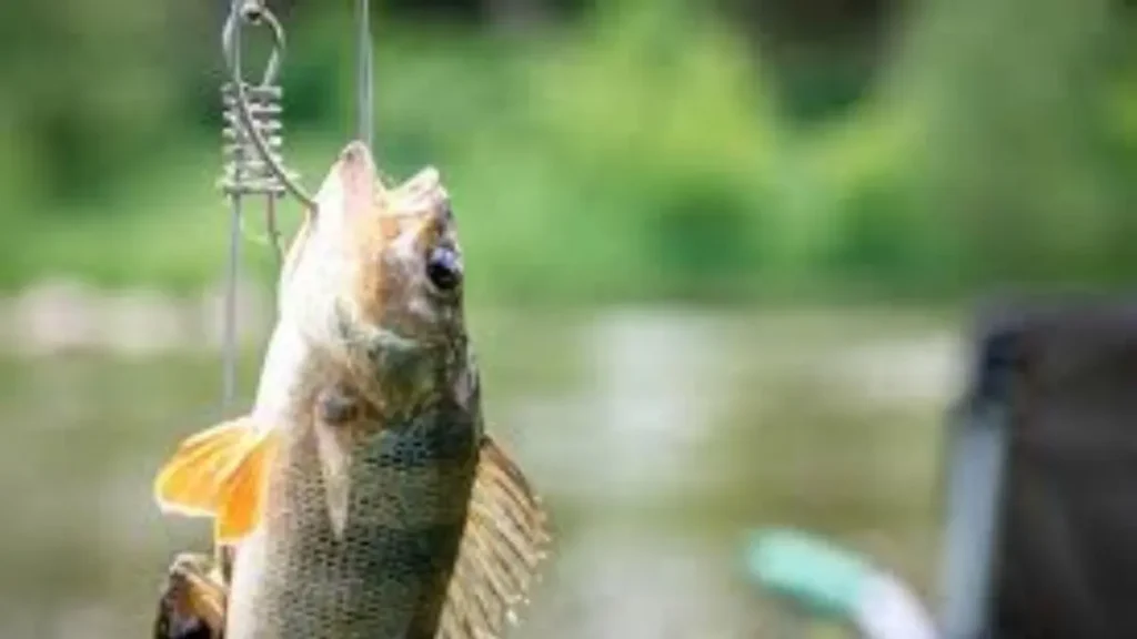 Pesca no Rio Paraná: onde ainda saem grandes peixes 2 Pesca no Rio Paraná