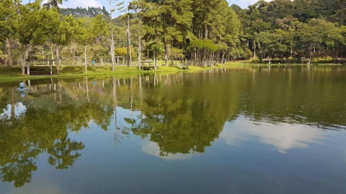 Pesqueiros de tambaqui em São Paulo com grandes exemplares 1 Pesqueiro de tambaqui gigante em São Paulo para pesca esportiva
