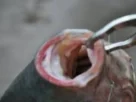 pesqueiro premium para pesca esportiva com lago amplo e estrutura moderna