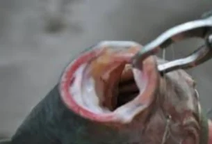 pesqueiro premium para pesca esportiva com lago amplo e estrutura moderna