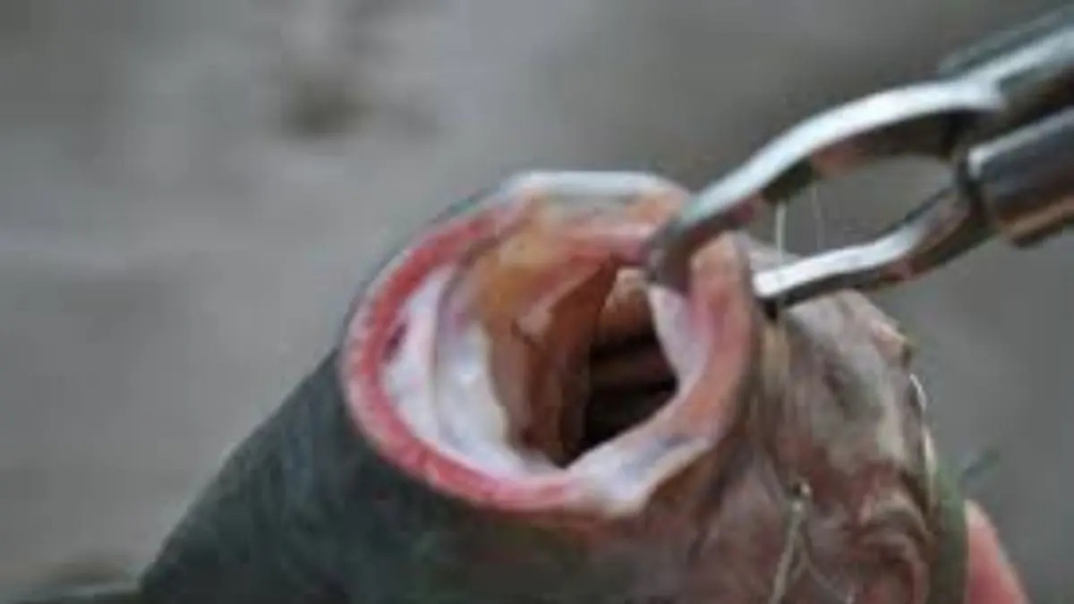 pesqueiro premium para pesca esportiva com lago amplo e estrutura moderna