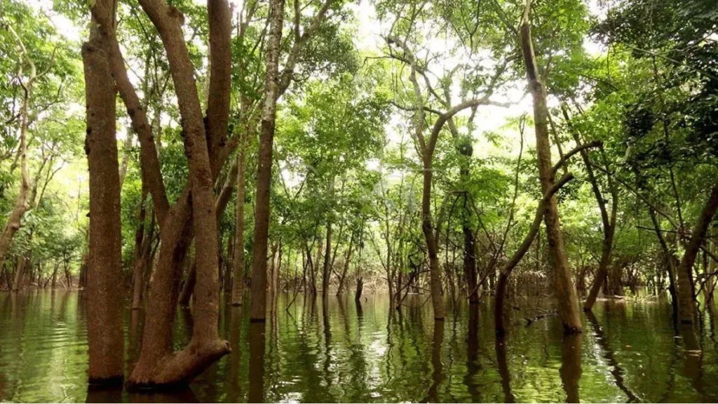 Floresta amazônica e papel ecológico do matrinxã na regeneração vegetal