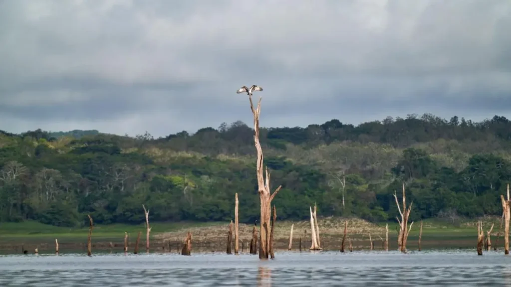 Galhadas submersas que concentram tucunarés e traíras em represas