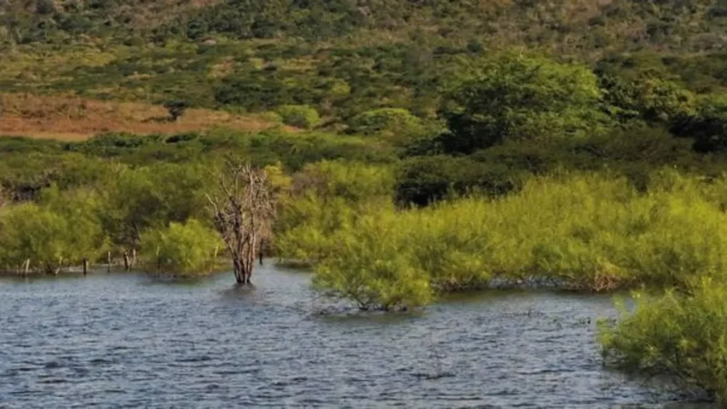 Estruturas que seguram peixe em lagos e represas