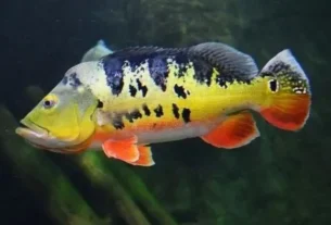 Comportamento predatório do tucunaré em ambiente natural