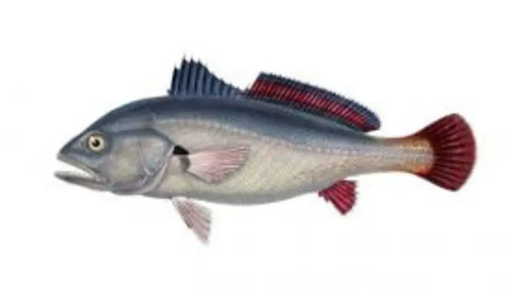 Corvina de água doce existe? 