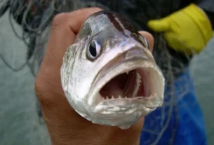 Corvina de água doce capturada em reservatório brasileiro durante pesca esportiva