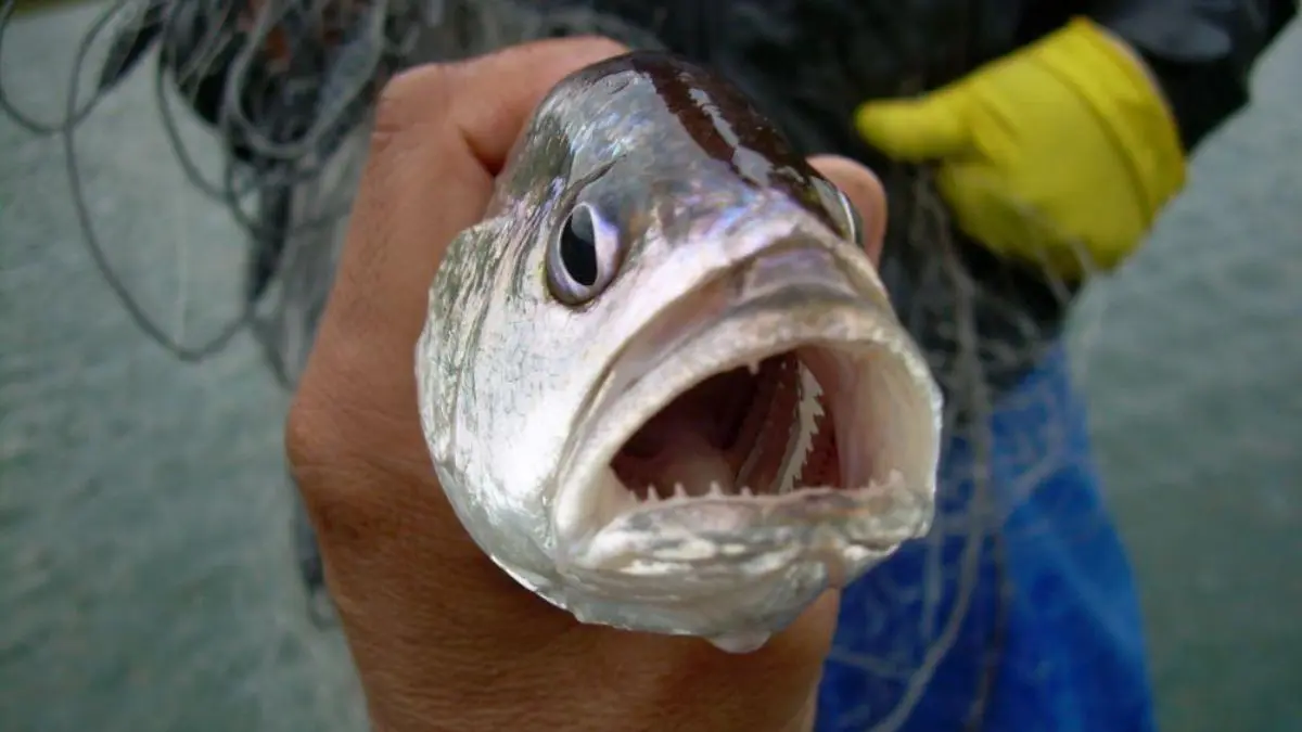 Corvina de água doce capturada em reservatório brasileiro durante pesca esportiva