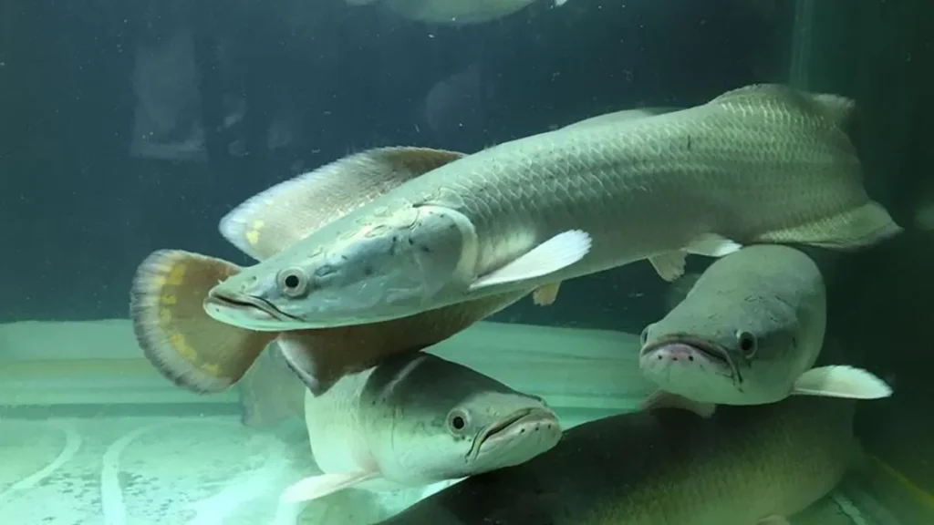 Pirarucu criado em sistema de aquicultura para pesquisas reprodutivas