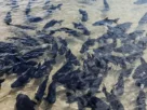 proteção de peixes migratórios no Pantanal