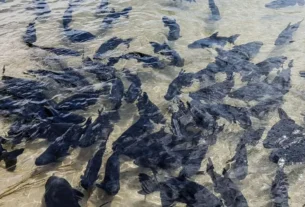 proteção de peixes migratórios no Pantanal