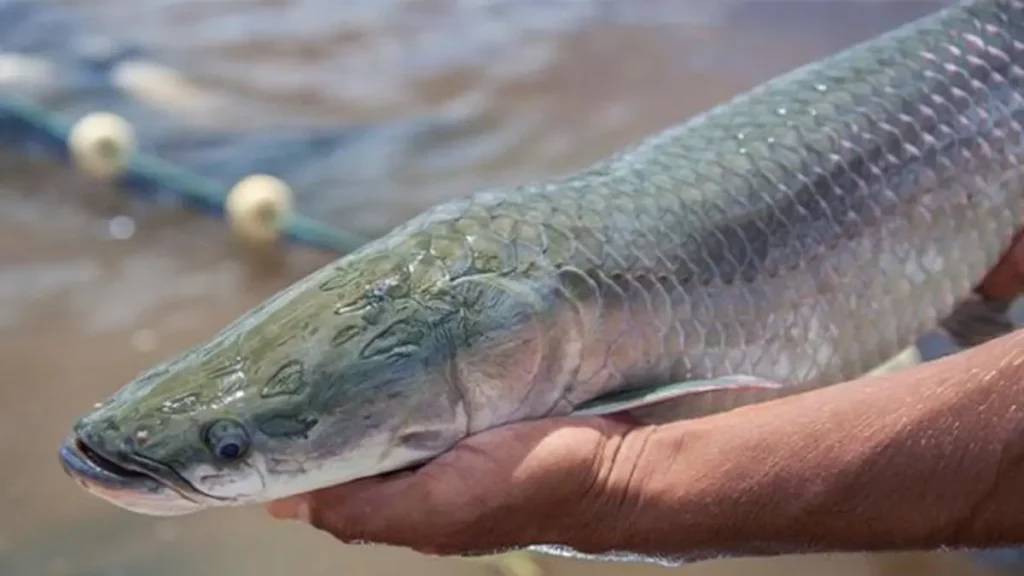 Peixe pirarucu em viveiro de criação comercial