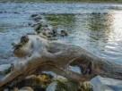 Estruturas naturais que concentram peixes em lagos e represas para pesca esportiva