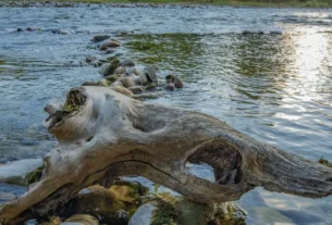 Estruturas naturais que concentram peixes em lagos e represas para pesca esportiva