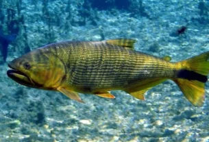 pesqueiro no Mato Grosso do Sul com lago de pesca esportiva e grandes tambaquis