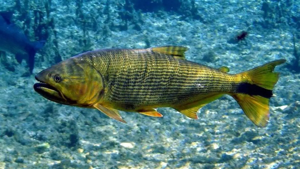 pesqueiro no Mato Grosso do Sul com lago de pesca esportiva e grandes tambaquis