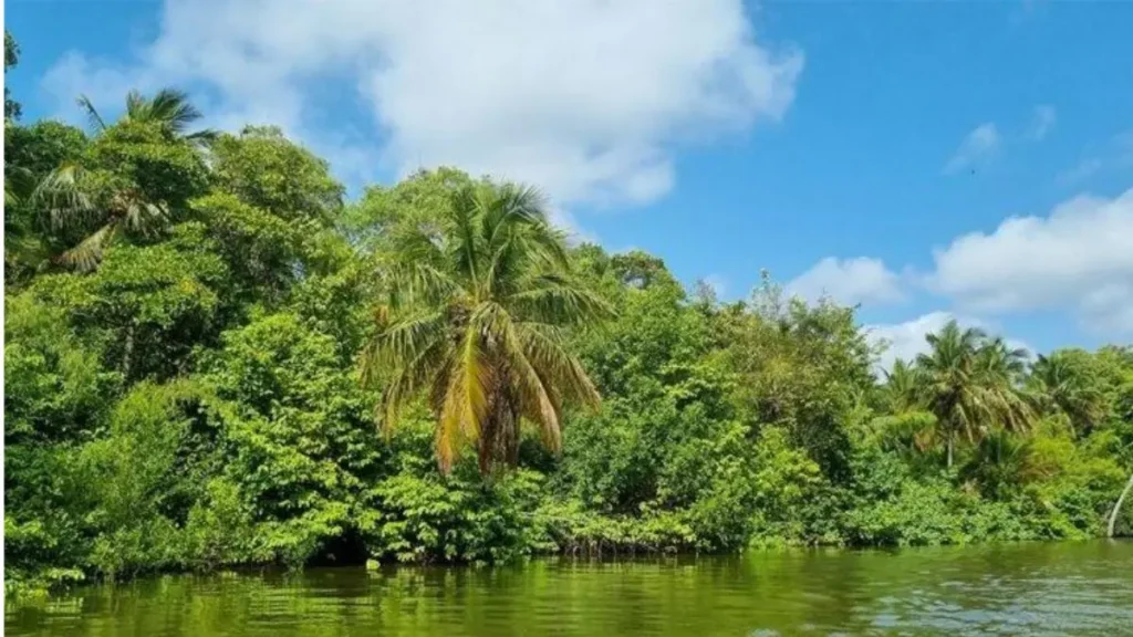 Melhores regiões de pesca na Ilha de Marajó com rios e lagos naturais