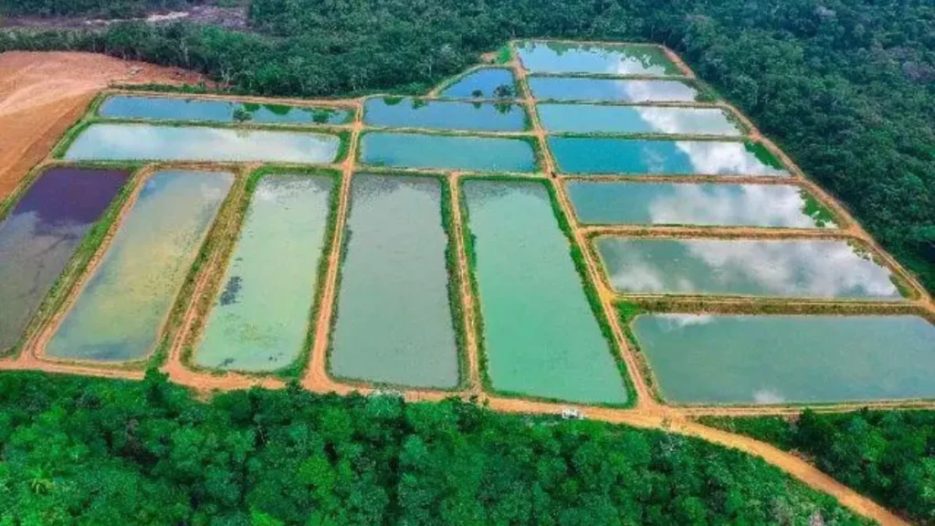 Pesquisa da Embrapa cria mapa capaz de prever doenças em pisciculturas. 2 Pesquisa da Embrapa cria mapa capaz de prever doenças em pisciculturas