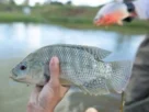 Nova regulamentação da pesca em Goiás com espécies exóticas autorizadas para captura e transporte