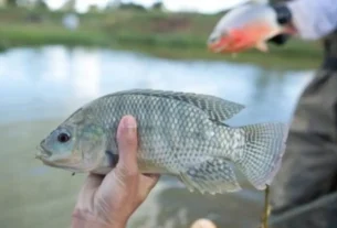 Nova regulamentação da pesca em Goiás com espécies exóticas autorizadas para captura e transporte