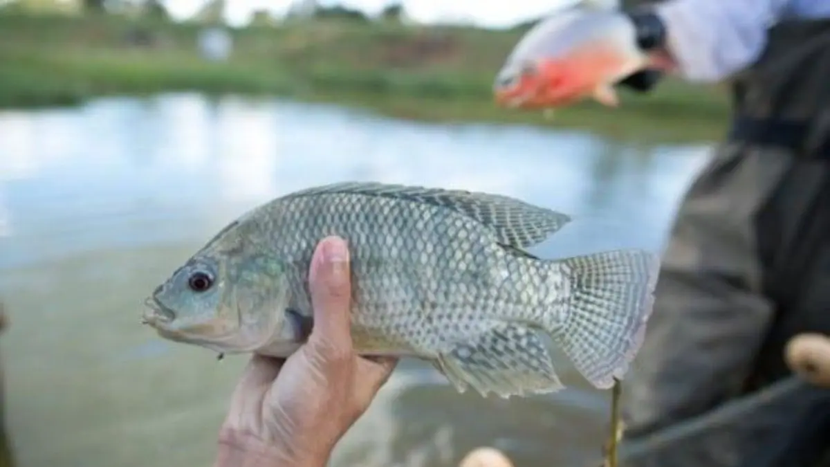 Nova regulamentação da pesca em Goiás com espécies exóticas autorizadas para captura e transporte