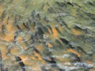 Peixes migratórios realizando piracema em rio brasileiro durante período reprodutivo