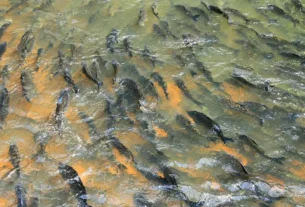 Peixes migratórios realizando piracema em rio brasileiro durante período reprodutivo