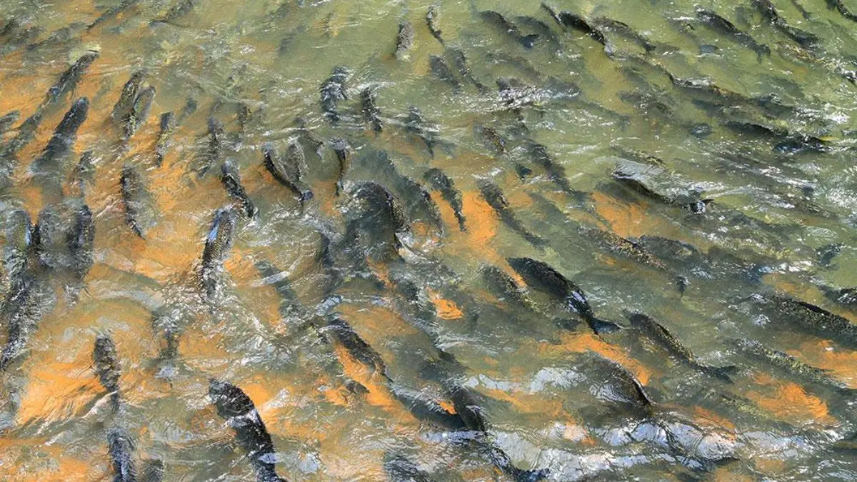 O que é piracema? Quando começa, termina e o que é proibido. 1 Peixes migratórios realizando piracema em rio brasileiro durante período reprodutivo