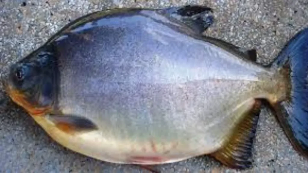 Onde pescar pacu e tambacu em Santa Catarina