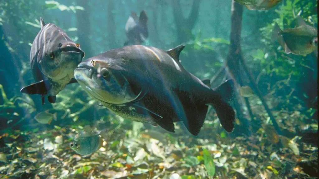 Espécies frugívoras da Amazônia
