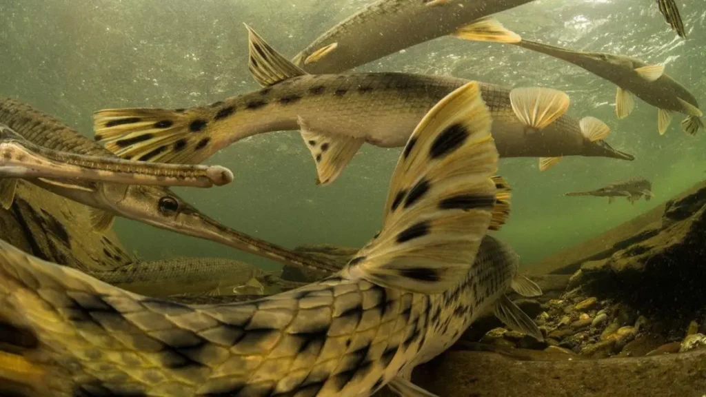 Peixes migratórios de água doce enfrentam forte declínio