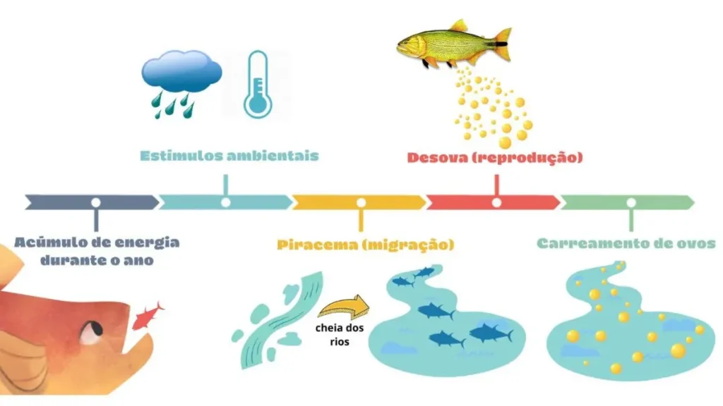 O que é piracema? Quando começa, termina e o que é proibido. 2 Processo natural de reprodução de peixes durante a piracema
